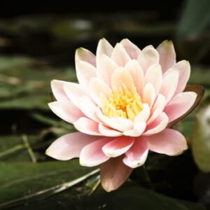 Віддушка “WATER BLOSSOMS” (Україна), посилена концентрація
